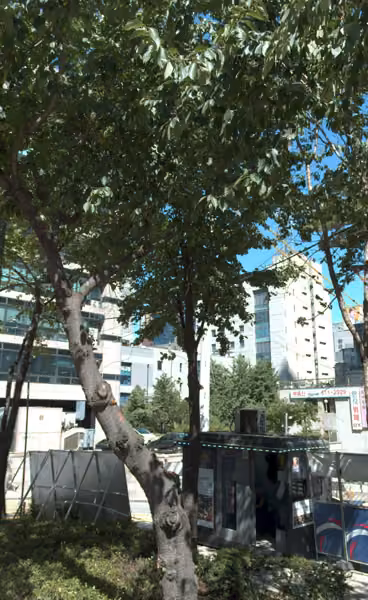 tree photo