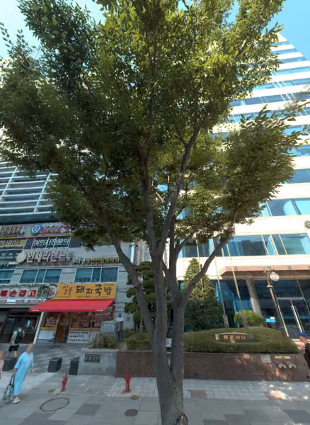 tree photo