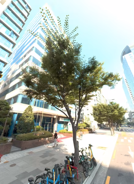 tree photo