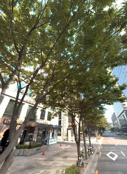 tree photo