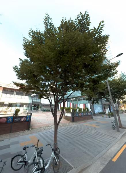 tree photo