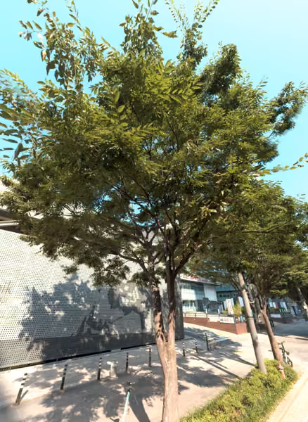 tree photo