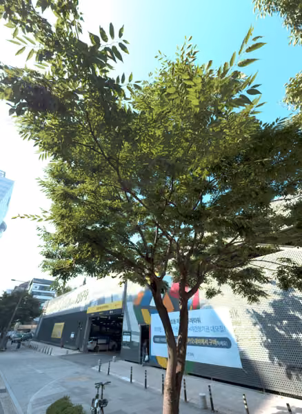 tree photo