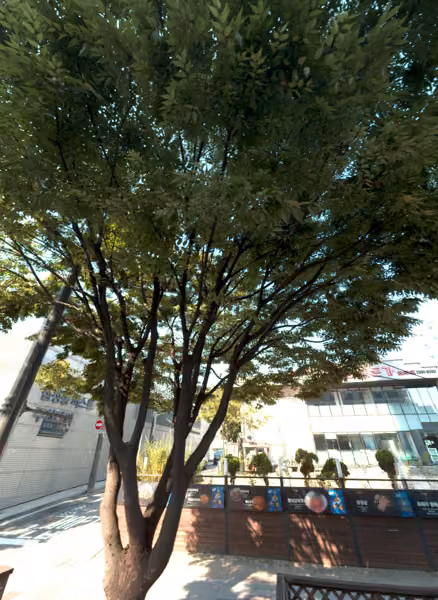 tree photo