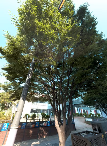 tree photo