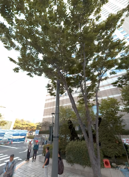 tree photo