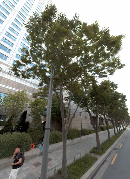 tree photo