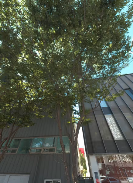 tree photo