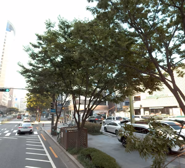 tree photo