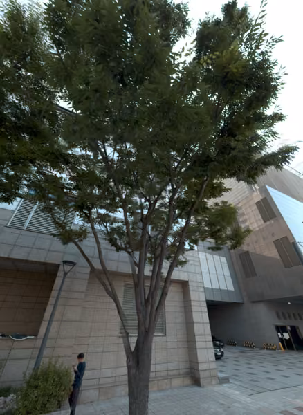tree photo