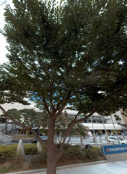 tree photo