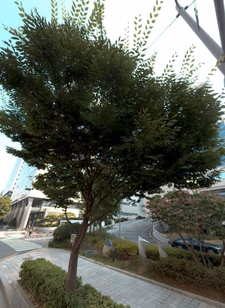 tree photo