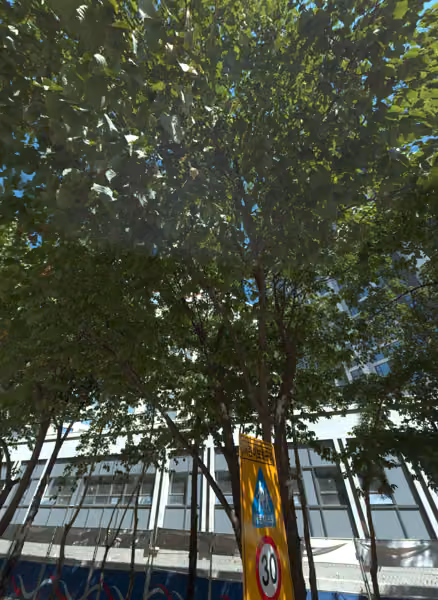 tree photo
