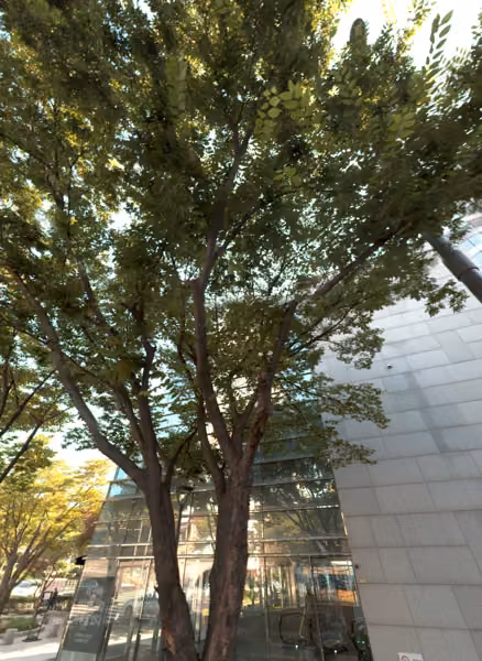 tree photo