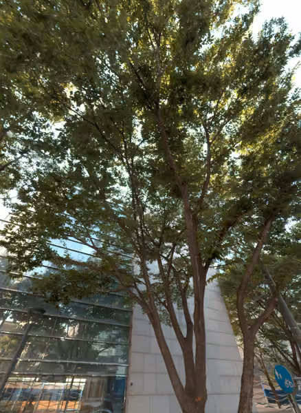 tree photo