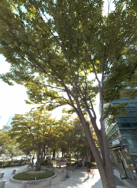 tree photo