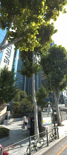 tree photo