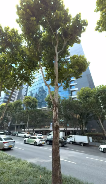 tree photo