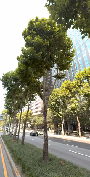 tree photo