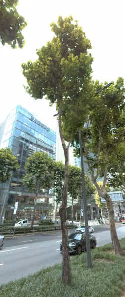 tree photo