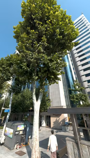 tree photo