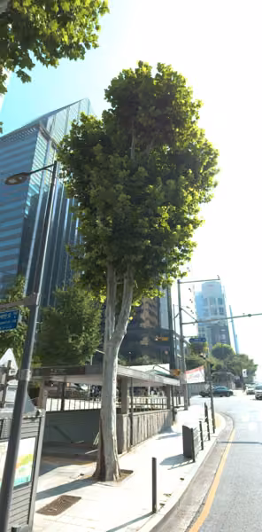 tree photo
