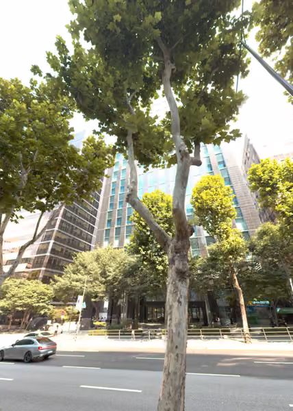 tree photo