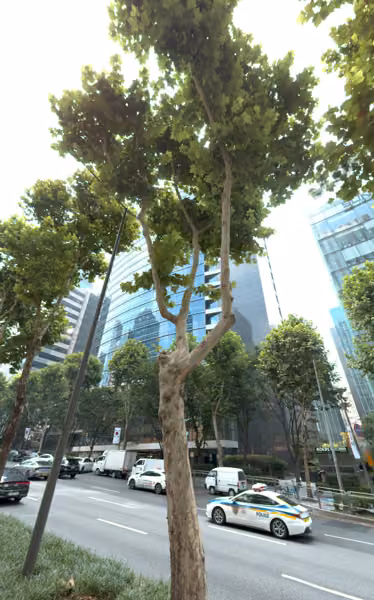 tree photo