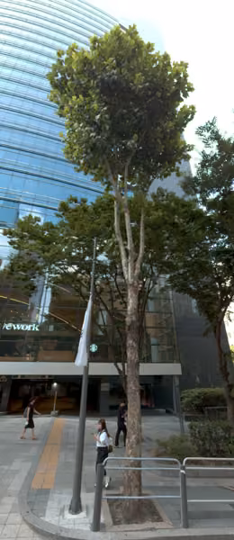 tree photo