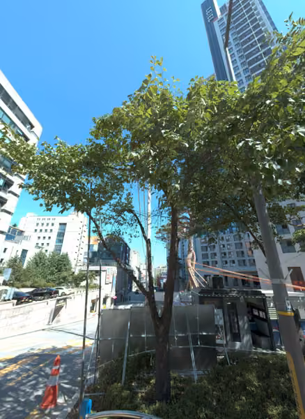 tree photo