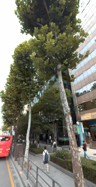 tree photo