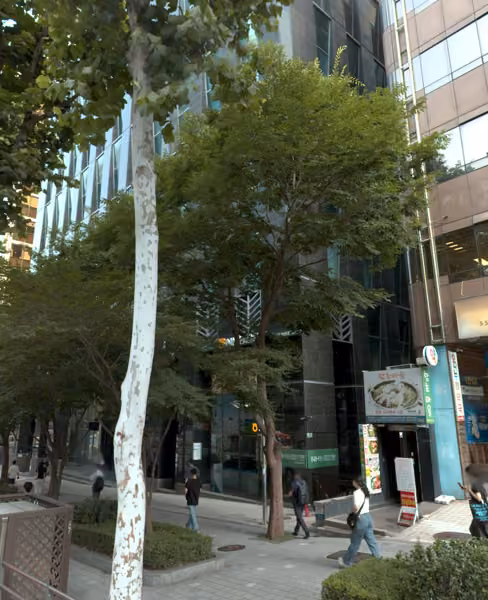 tree photo