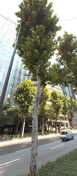 tree photo