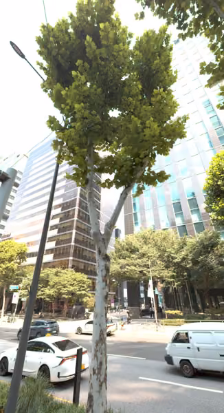 tree photo