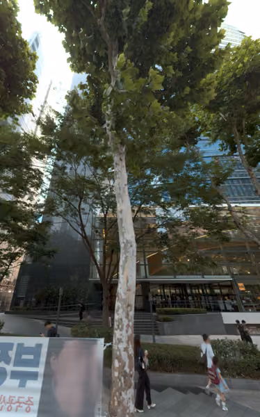 tree photo