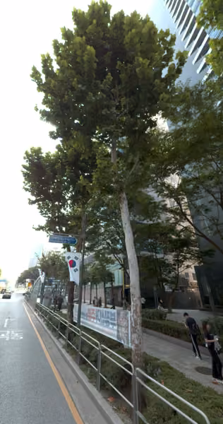 tree photo