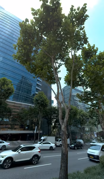 tree photo