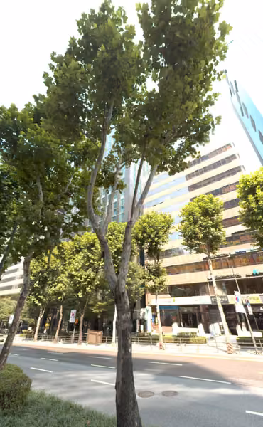 tree photo