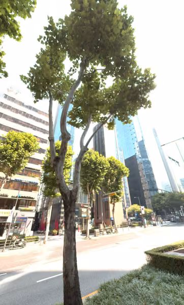 tree photo