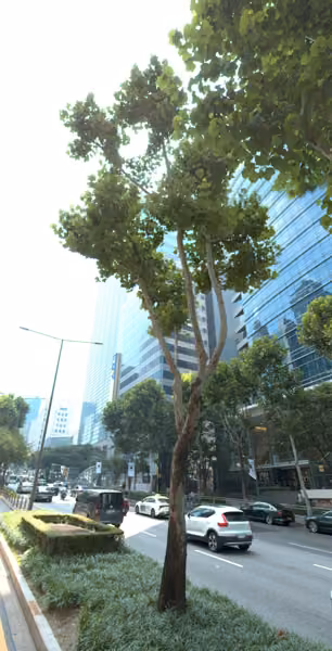 tree photo