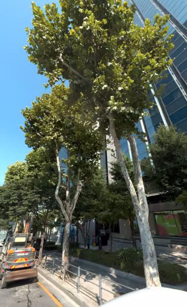 tree photo