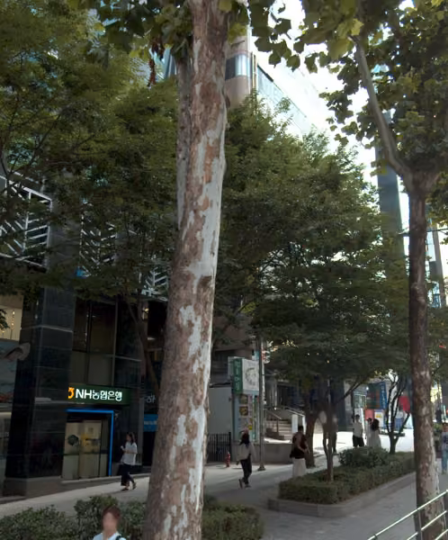 tree photo
