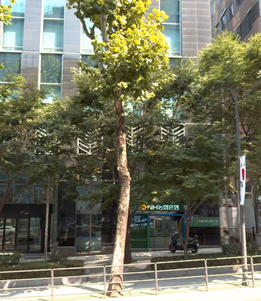 tree photo