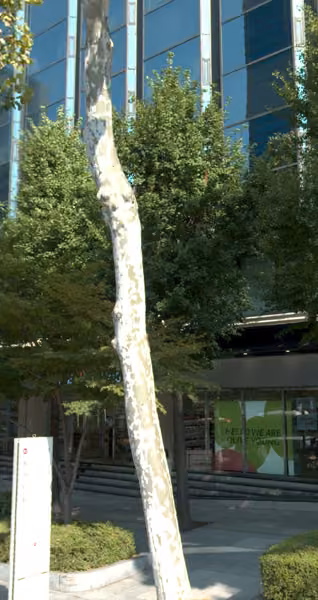 tree photo