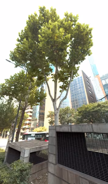 tree photo