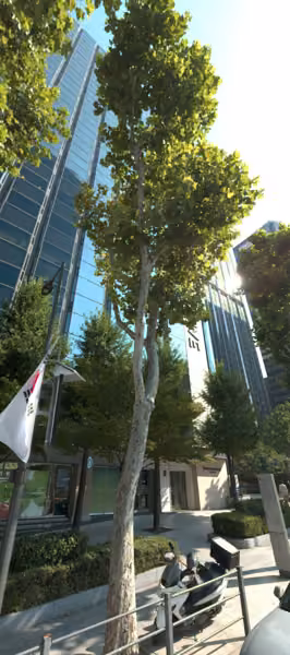 tree photo