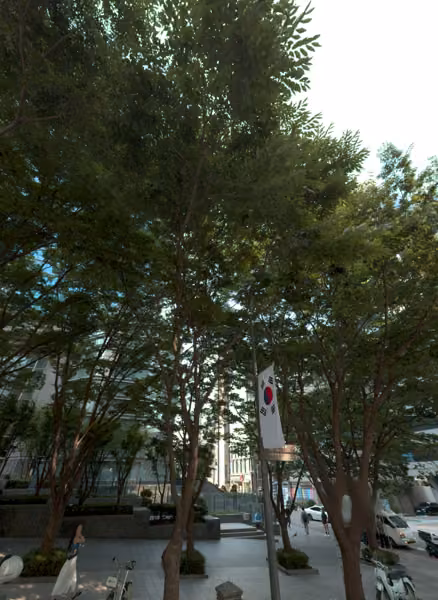 tree photo