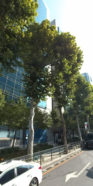 tree photo