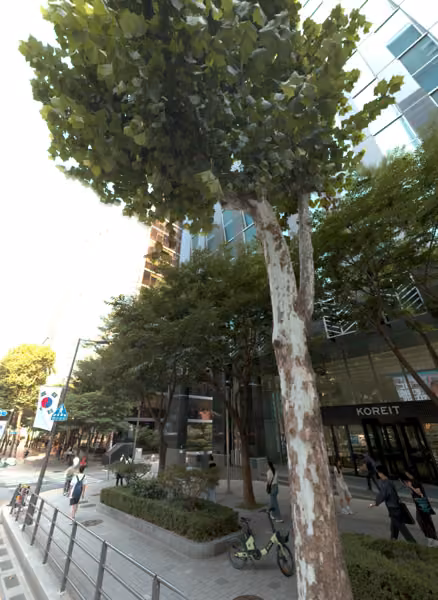 tree photo