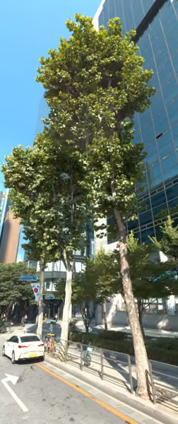 tree photo